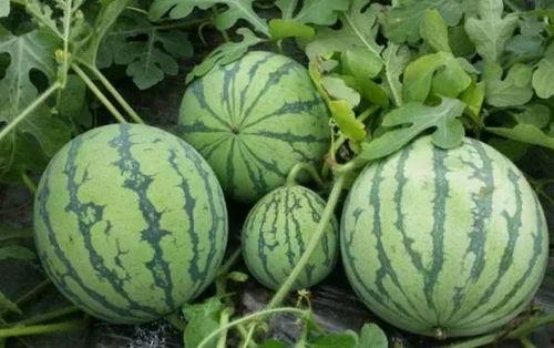 湖北京山吃瓜黑料,揭秘背后真相与网络舆论风波