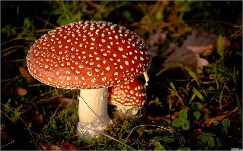 黑料吃瓜蘑菇视频,蘑菇视频带你探秘娱乐圈幕后真相